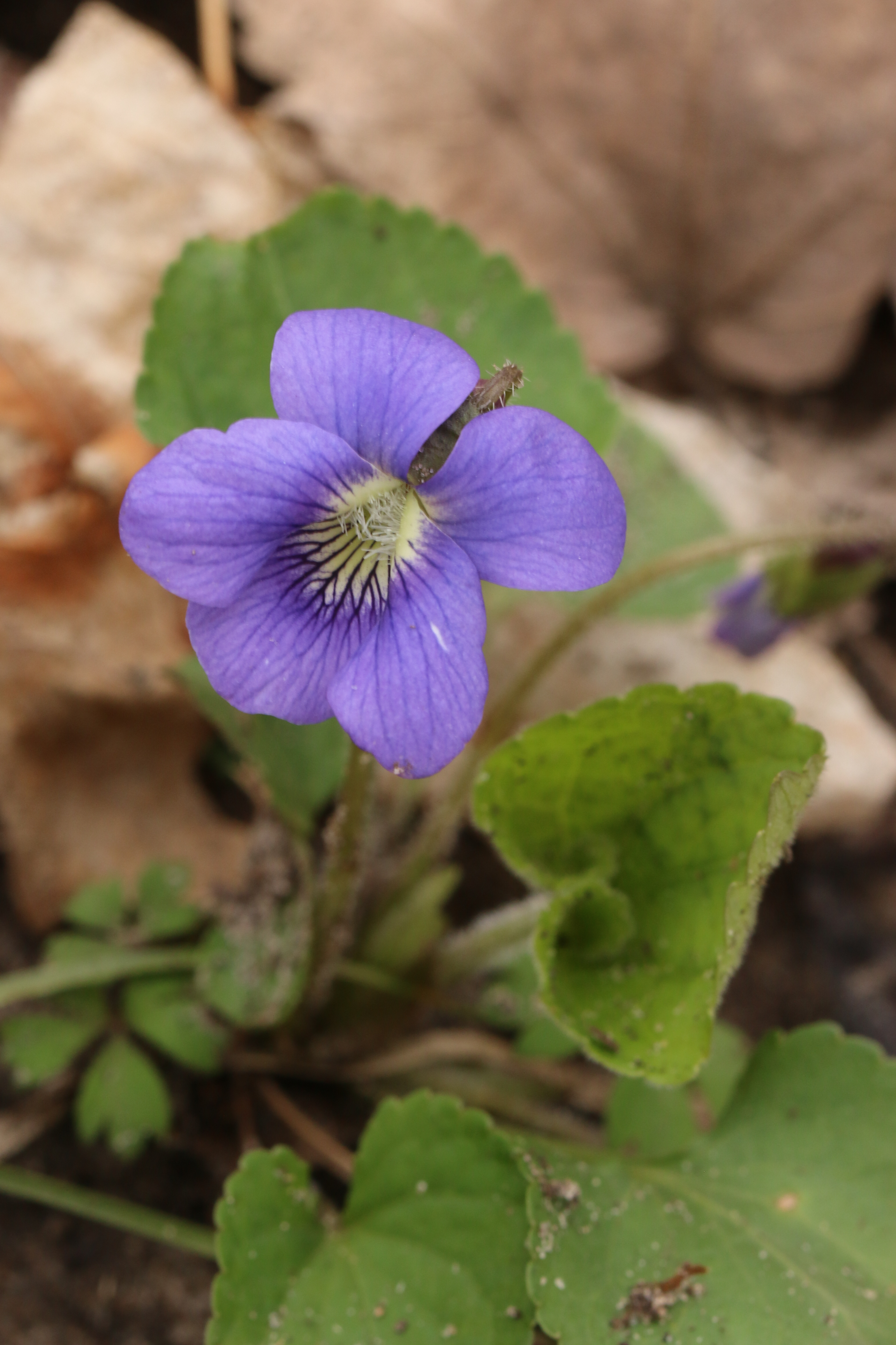 Blue violet-1 – Chippewa Watershed Conservancy