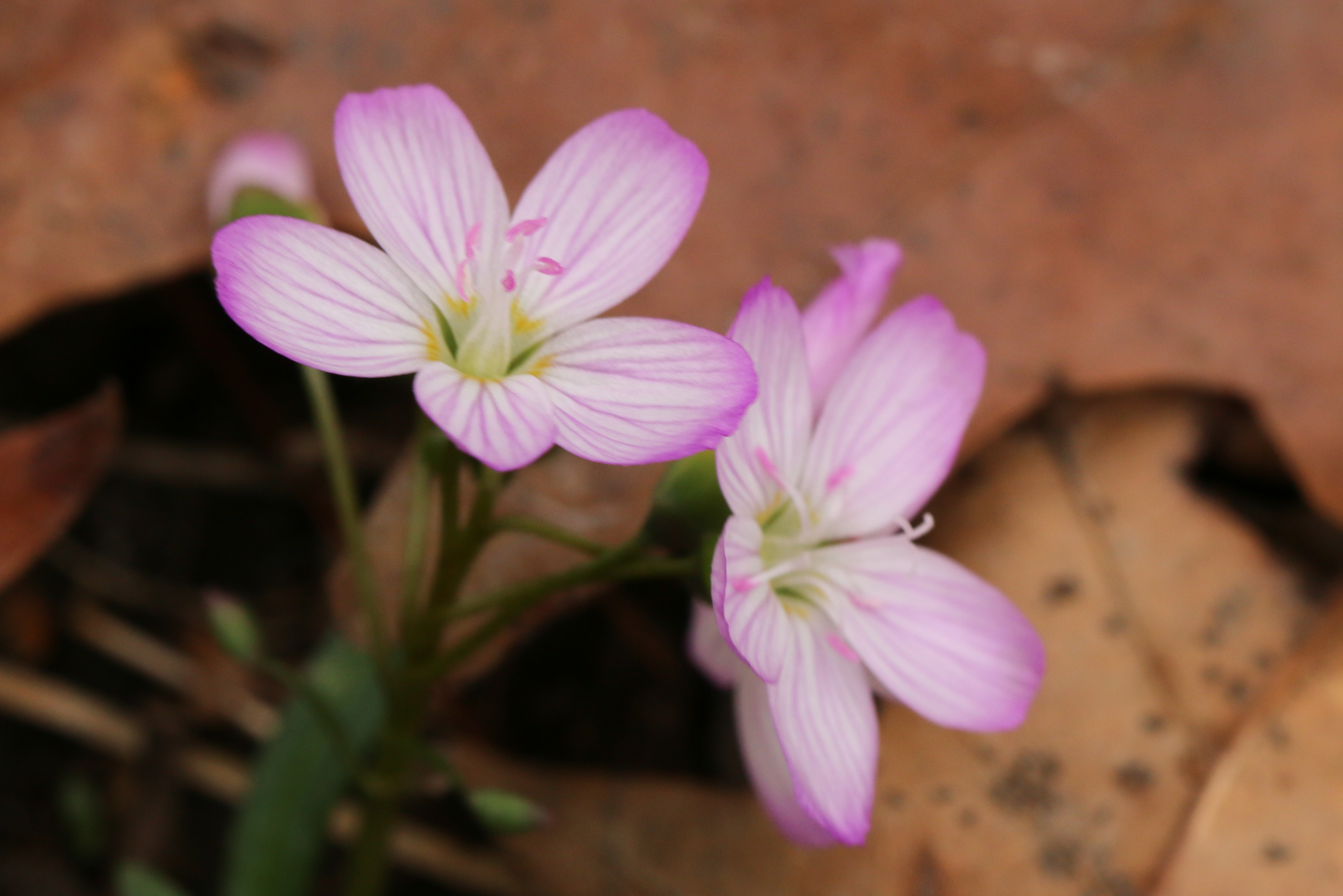 Spring Beauty Rust Spring beauty-2 – Chippewa Watershed Conservancy